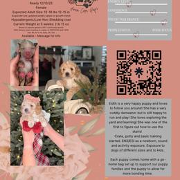 Eidth - Red  female Poodle puppy in Farr West, Utah from Anam Cara Pups