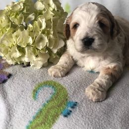 Cockapoo Puppies from Maple’s Cockapoo Puppies
