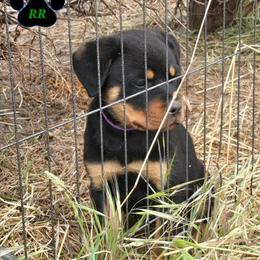 Bellatrix - Black and mahogany female Rottweiler puppy in Tangent, Oregon from Raya's Royals