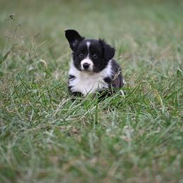 Baloo - Black and white male American Corgi puppy in Bland, Missouri from Shadey Lane Corgis