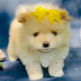 Honey - Cream female Pomeranian puppy in Green Cove Springs, Florida from Natasha's Ark of Joy