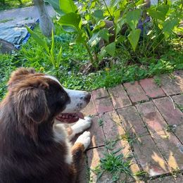 Australian Shepherds from Happy Leo’s Australian Shepherds