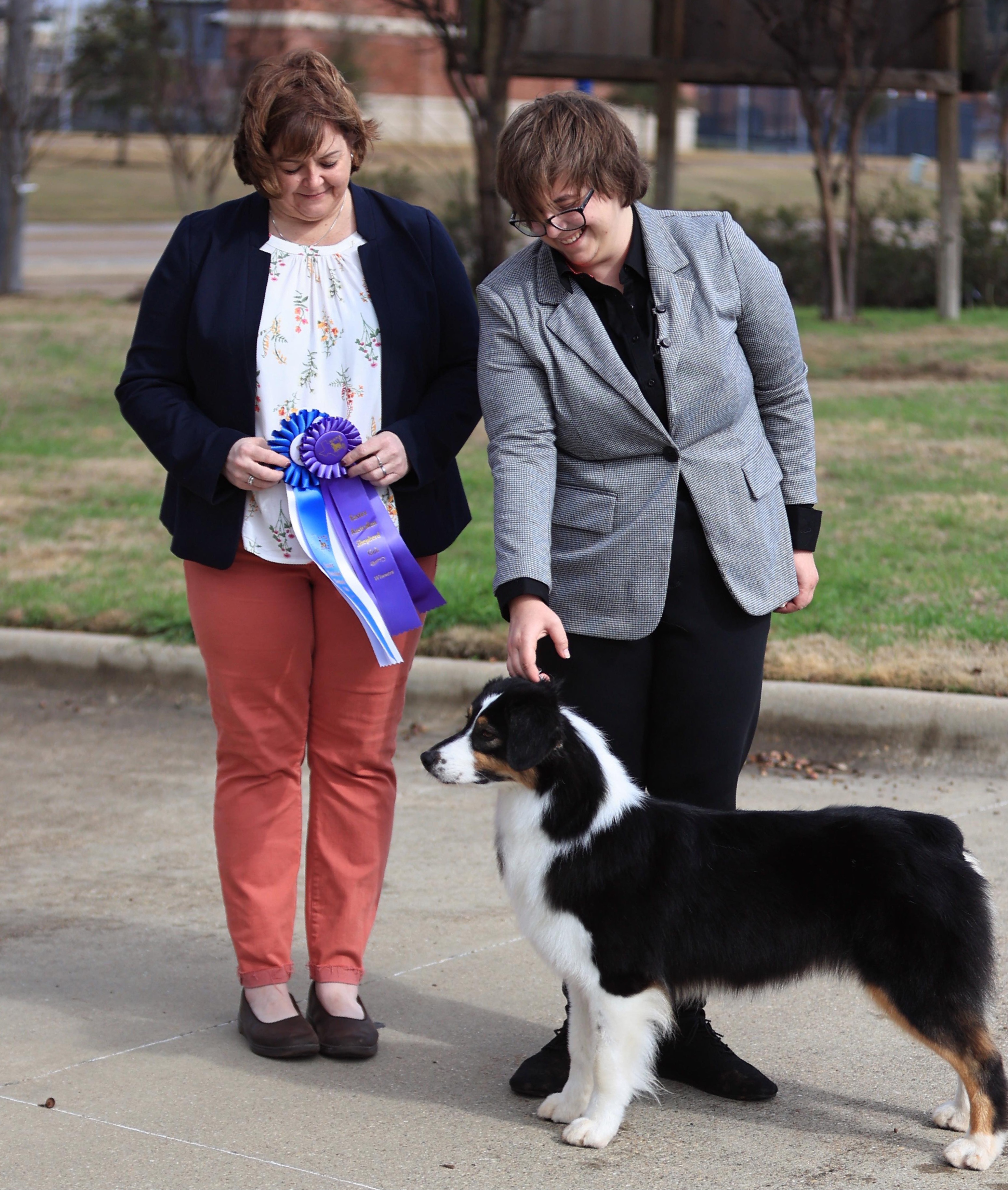 Australian Shepherd and Miniature Australian Shepherd All Grown Up from Ridgestar Aussies