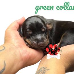 Green collar - Black and rust male Doberman Pinscher puppy in Canton, Ohio from Aaliyah’s Dobies