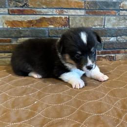 Girl 2 - Black and tan female Pembroke Welsh Corgi puppy in Visalia, California from VIP Stables