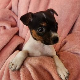 Trudy - Tri-colored female Parson Russell Terrier puppy in Apple Valley, California from Jumping Jack's Russell Terriers