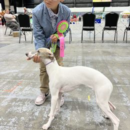 Luna - Whippet