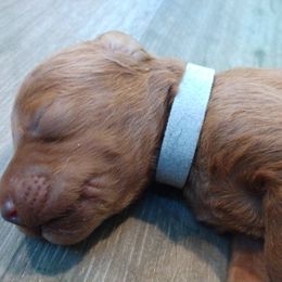 Labradoodle Puppies from Sakura Pups