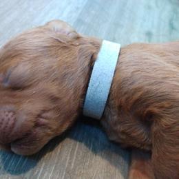 Labradoodle Puppies from Sakura Pups