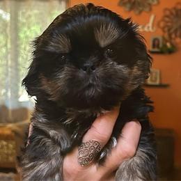 Pancake - Black and tan male Shih Tzu puppy in Nekoosa, Wisconsin from Brox Acres House of Fur LLC