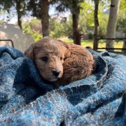 Cavapoo Puppies from Montana Cavapoo