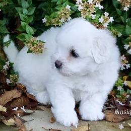 Big Red - White male Coton de Tulear puppy in Knoxville, Tennessee from Musique Cotons