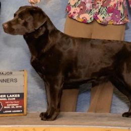 Labrador Retriever All Grown Up from Maplewood Acres Labradors