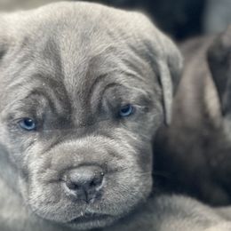 Cane Corso from Mathis Lake Cane Corso
