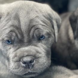 Cane Corso from Mathis Lake Cane Corso