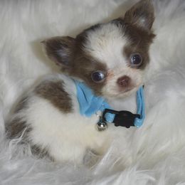 Tyson - Blue and white male Chihuahua puppy in Gloucester, Virginia from Charlotte's Web of Chihuahuas