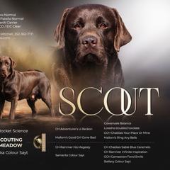 Scout - Chocolate male Labrador Retriever puppy in Dunnellon, Florida from Quail Meadow Labradors