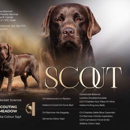 Scout - Chocolate male Labrador Retriever puppy in Dunnellon, Florida from Quail Meadow Labradors