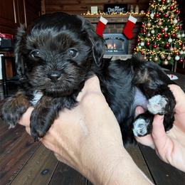 Twinkle - Tri-color female Cavapoo puppy in Tucson, Arizona from Adored Poodle & Doodles