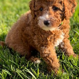 Voss - Poodle puppy from TK Poodles