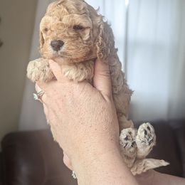 Cockapoo Puppies from L&L Cockapoos
