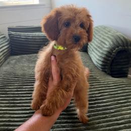 Tulip - Apricot female Goldendoodle puppy in Payson, Utah from Country Sky Doodles