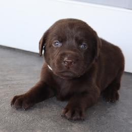 Thorn - Chocolate male Labrador Retriever puppy in Camden, Indiana from Camden's Caring Canines