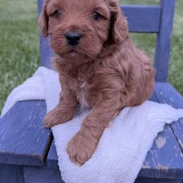 Marley - Red  female Goldendoodle puppy in Huntington, Utah from Krispydoodle