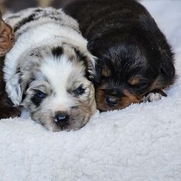 Miniature American Shepherd and Miniature Australian Shepherd Puppies from ATX Mini Aussies