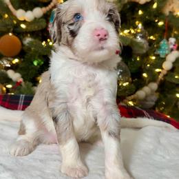 Magenta Collar - Merle female Sheepadoodle puppy in Indiahoma, Oklahoma from Farm Fresh Doodles
