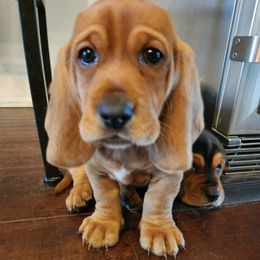 Basset Hound puppies from Boss Farms