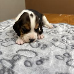 Snowflake - Black white and tan female Beagle puppy in St. Cloud, Minnesota from Beagle Blessings