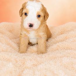 Toomer - Red male Bernedoodle puppy in Smiths Station, Alabama from Peach & Pawmetto Bernedoodles