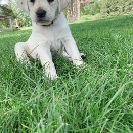 Labrador Retriever Puppies from Dancing Sky Labradors