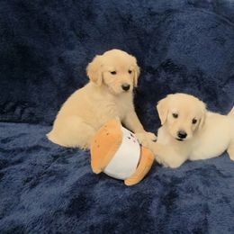 Golden Retriever Puppies from 255 Goldens