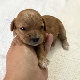 Girl 4 - Apricot female Cavapoo puppy in Nampa,, Idaho from Clig Doodle Days