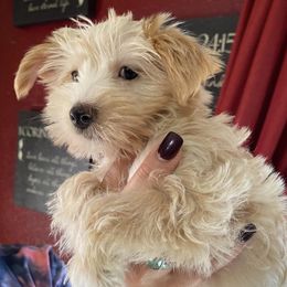 Yorkshire Terriers from Premier Frenchies & Yorkies of Central Washington