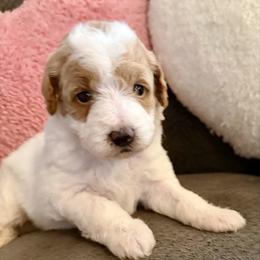 Janis - Parti female Goldendoodle puppy in Pensacola, Florida from Goldendoodles Love You in Pensacola Friend Edition