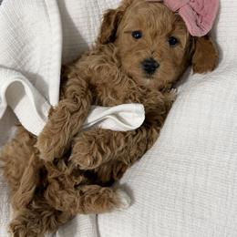 Jan - Red  female Goldendoodle puppy in Huntington, Utah from Krispydoodle