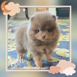 Pooh - Rare Color - AKC - Lavender male Pomeranian puppy in Eatonville, Washington from Foxy Forest Poms
