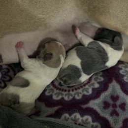 French Bulldog Puppies from Pardon My French Exquisite French Bulldogs