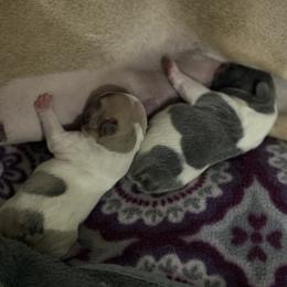 French Bulldog Puppies from Pardon My French Exquisite French Bulldogs