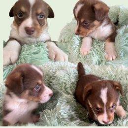 Garth Brooks - Liver and white male American Corgi puppy in Wapakoneta, Ohio from Rocking D-C Canines