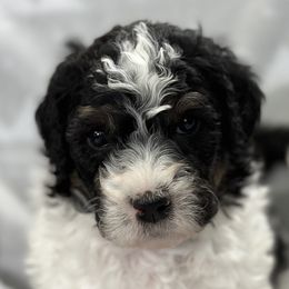 Boy 5 - Finn (FN-2187) - Black and white Bernedoodle puppy in Lake Oswego, Oregon from Orchard Hill Bernedoodles
