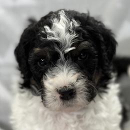 Boy 5 - Finn (FN-2187) - Black and white Bernedoodle puppy in Lake Oswego, Oregon from Orchard Hill Bernedoodles