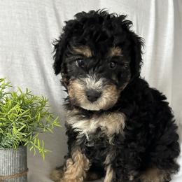 Jingle - Tri-color male Bernedoodle puppy in Leesport, Pennsylvania from Bechtel’s Bernadoodles