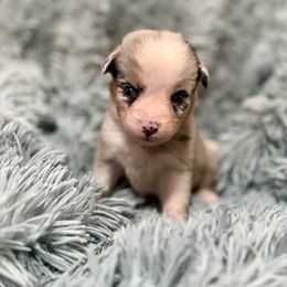 Fanta - Blue merle female Australian Shepherd puppy in Athens, Texas from Quintessential Aussies