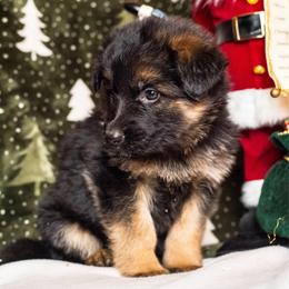 Evergreen - Black and tan female German Shepherd puppy in Walla Walla, Washington from Silver Knight Shepherds