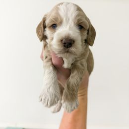 Sporty - blue eyes - Apricot male Australian Labradoodle puppy in Wamego, Kansas from Doodles of Oz