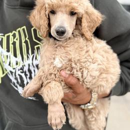 Poodle Puppies from Double R Poodles